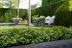 BerryBux Blauwe Bes (Vaccinium Angustifolium ’BerryBux') -Goedkope DirectPlant winkel berrybux heg bloei hr 4057 1