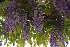Blauwe Regen (Wisteria Sinensis 'Prolific') -Goedkope DirectPlant winkel blauweregen