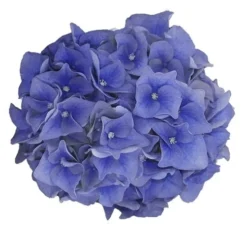 Hortensia Blue Ballad (Hydrangea 'Music Collection') -Goedkope DirectPlant winkel blue ballad