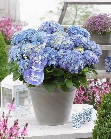 Hortensia Blue Ballad (Hydrangea 'Music Collection') 1 Hortensia Blue Ballad (Hydrangea 'Music Collection')