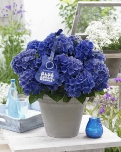 Goedkope DirectPlant winkel 12 Hortensia Blue Boogiewoogie (Hydrangea 'Music Collection')
