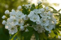 Ondoordringbare Haag, Hoog