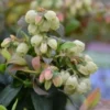 BerryBux Blauwe Bes (Vaccinium Angustifolium ’BerryBux')