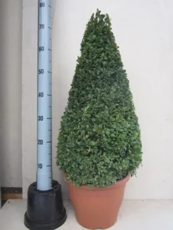 Buxus Als Pyramide (Buxus Sempervirens) -Goedkope DirectPlant winkel buxus 50 60 pyramide
