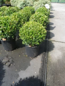 Buxus Meeneemhaag (Buxus Microphylla 'Faulkner') -Goedkope DirectPlant winkel buxus microphylla faulkner bol 25 30