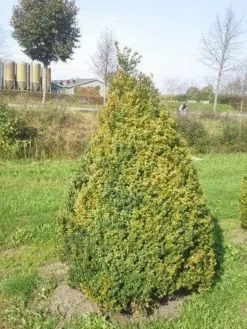 Buxus Als Pyramide (Buxus Sempervirens) -Goedkope DirectPlant winkel buxus semp 160 180