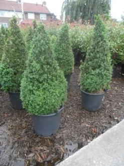 Buxus Als Pyramide (Buxus Sempervirens) -Goedkope DirectPlant winkel buxus sempervirens 60 80 100 c35 pyramide 1