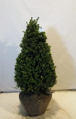 Buxus Als Pyramide (Buxus Sempervirens) -Goedkope DirectPlant winkel buxuskegel050 060