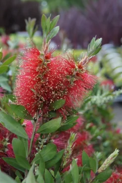 Lampepoetserplant Op Stam (Callistemon Laevis ) -Goedkope DirectPlant winkel callistemon laevis