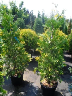 Bonte Libocedrus (Calocedrus Decurrens 'Aureovariegata') -Goedkope DirectPlant winkel calocedrus decurrens aureovariegata 125 150 175