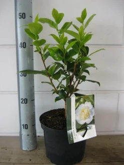 Camelia (Camellia Japonica 'Brushfield's Yellow') -Goedkope DirectPlant winkel camelia brushfields yellow c3 20 08 2018
