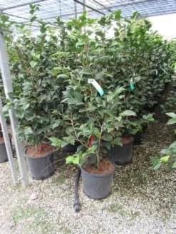 Camelia (Camellia, Rood) -Goedkope DirectPlant winkel camellia