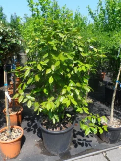 Camelia Als Leivorm (Camellia Japonica) 12 Camelia Als Leivorm (Camellia Japonica) -Goedkope DirectPlant winkel camellia japonica 125 150 175 c50