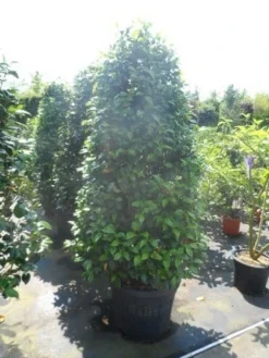 Camelia (Camellia, Rood) -Goedkope DirectPlant winkel camellia japonica 175 200 1 1