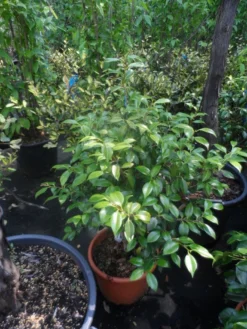 Camelia (Camellia, Rood) -Goedkope DirectPlant winkel camellia japonica 60 80 c20 25