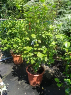 Camelia (Camellia, Rood) -Goedkope DirectPlant winkel camellia japonica wit 80 100 125