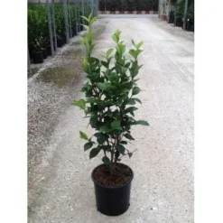 Camelia (Camellia Japonica ‘Perfection White’) -Goedkope DirectPlant winkel camellia perfection white c7