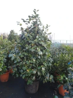Camelia (Camellia, Rood) -Goedkope DirectPlant winkel camellia rood 175 200cm