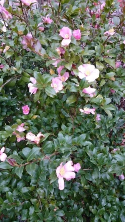 Camelia Als Boom (Camellia Sasanqua) 5 Camelia Als Boom (Camellia Sasanqua) -Goedkope DirectPlant winkel camellia sasangua 2 1