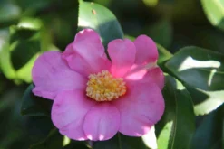 Camelia (Camellia Sasanqua) -Goedkope DirectPlant winkel camellia sasanqua 2 1