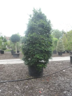 Camelia (Camellia Sasanqua) -Goedkope DirectPlant winkel camellia sasanqua 300 350 c500