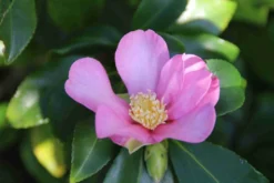 Camelia (Camellia Sasanqua) -Goedkope DirectPlant winkel camellia sasanqua 3 1