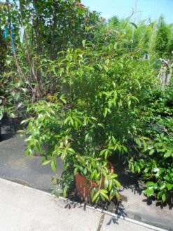 Camelia (Camellia Sasanqua) -Goedkope DirectPlant winkel camellia sasanqua 60 80 100 c25