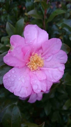 Camelia (Camellia Sasanqua) -Goedkope DirectPlant winkel camellia tuin 1