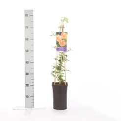 Trompetbloem (Campsis Radicans 'Flava') -Goedkope DirectPlant winkel campsis radicans flava