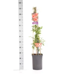 Trompetbloem (Campsis Tagliabuana 'Mme Galen') -Goedkope DirectPlant winkel campsis t. madame galen 1.00 1.25