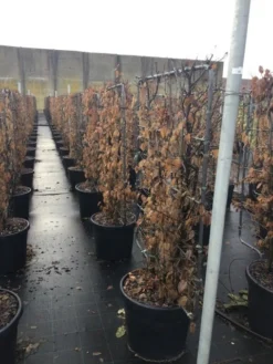 Haagbeuk Als Leivorm (Carpinus Betulus) -Goedkope DirectPlant winkel carpinus45 1