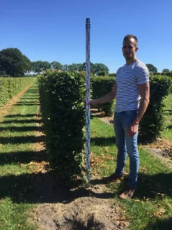 Haagbeuk Als Haagelement (Carpinus Betulus) 31 Haagbeuk Als Haagelement (Carpinus Betulus) -Goedkope DirectPlant winkel carpinus betulus 150 x 50 x 50 cm drkl haagelement 1