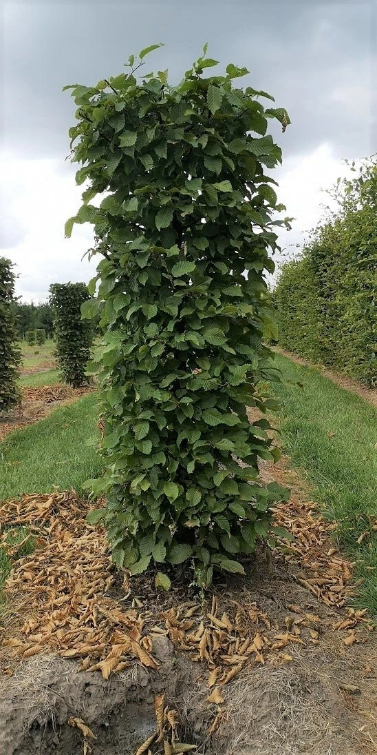 Haagbeuk Als Haagelement (Carpinus Betulus) 15 Haagbeuk Als Haagelement (Carpinus Betulus) - Afbeelding 15