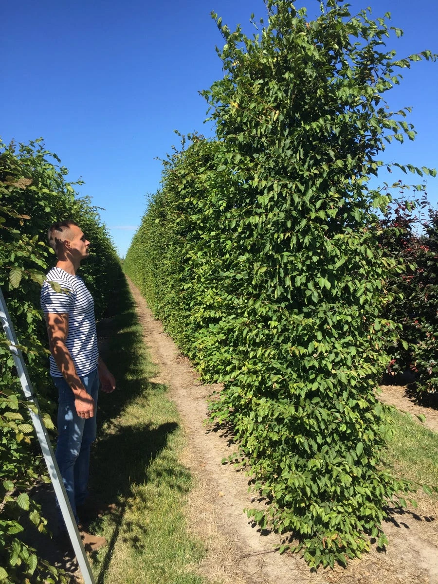 Haagbeuk Als Haagelement (Carpinus Betulus) 6 Haagbeuk Als Haagelement (Carpinus Betulus) - Afbeelding 6