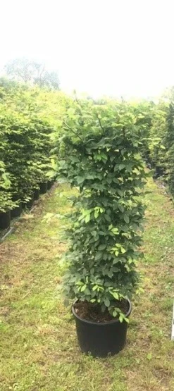 Haagbeuk Als Haagelement (Carpinus Betulus) 36 Haagbeuk Als Haagelement (Carpinus Betulus) -Goedkope DirectPlant winkel carpinus betulus h100x50x50