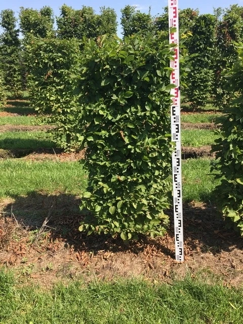Haagbeuk Als Haagelement (Carpinus Betulus) 2 Haagbeuk Als Haagelement (Carpinus Betulus) - Afbeelding 2