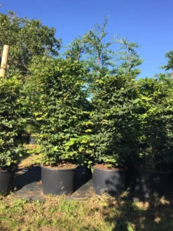 Haagbeuk Als Haagelement (Carpinus Betulus) 38 Haagbeuk Als Haagelement (Carpinus Betulus) -Goedkope DirectPlant winkel carpinus betulus h125x50x50 1