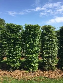 Haagbeuk Als Haagelement (Carpinus Betulus) -Goedkope DirectPlant winkel carpinus betulus h150x50x50 cm 3 1