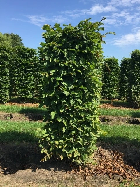 Haagbeuk Als Haagelement (Carpinus Betulus) 4 Haagbeuk Als Haagelement (Carpinus Betulus) - Afbeelding 4