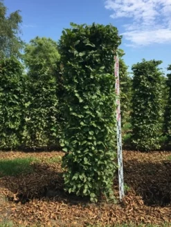 Haagbeuk Als Haagelement (Carpinus Betulus) -Goedkope DirectPlant winkel carpinus betulus h200x50x50 cm 2 1
