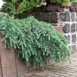 Ceder (Cedrus Deodara 'Feelin Blue') -Goedkope DirectPlant winkel cedrus deodara feelin blue