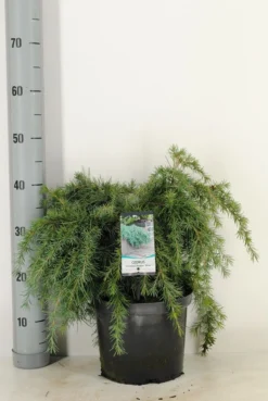 Ceder (Cedrus Deodara 'Feelin Blue') -Goedkope DirectPlant winkel cedrus deodara feelin blue c5 m 1