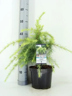 Ceder (Cedrus Deodara 'Golden Horizon') -Goedkope DirectPlant winkel cedrus deodara golden horizon c3 m