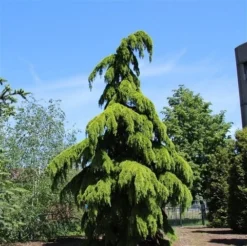 Treurceder (Cedrus Deodara 'Pendula') -Goedkope DirectPlant winkel cedrus deodara pendula