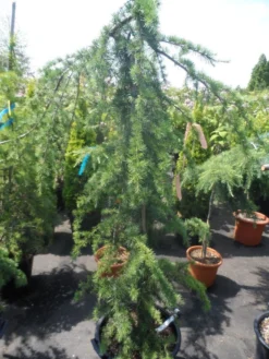 Treurceder (Cedrus Deodara 'Pendula') -Goedkope DirectPlant winkel cedrus deodara pendula 150 175 c35