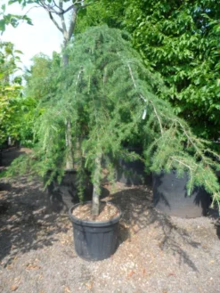 Treurceder (Cedrus Deodara 'Pendula') -Goedkope DirectPlant winkel cedrus deodara pendula 20 25ho c110