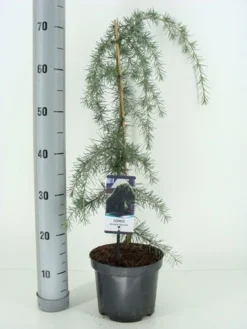Treurceder (Cedrus Deodara 'Pendula') -Goedkope DirectPlant winkel cedrus deodara pendula c3 m 1