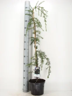 Treurceder (Cedrus Deodara 'Pendula') -Goedkope DirectPlant winkel cedrus deodara pendula c5 m 1