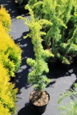 Atlasceder (Cedrus Libani 'Atlantica Aurea') -Goedkope DirectPlant winkel cedrus libani atlantica aurea