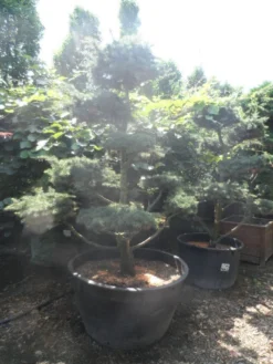 Libanonceder Als Bonsai (Cedrus Libani) -Goedkope DirectPlant winkel cedrus libani bonsai 180 200 c500